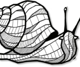 Symbiose