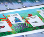 Wingspan: Midden- en Zuid-Amerika